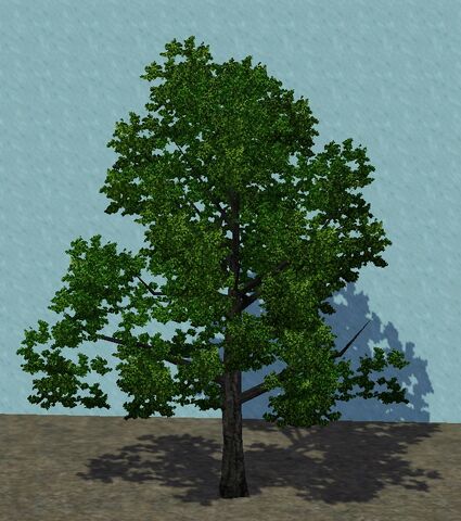File:SmallBlackGum.jpg