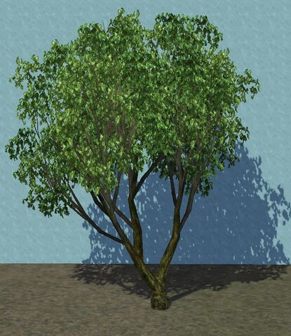 File:Olive1.jpg