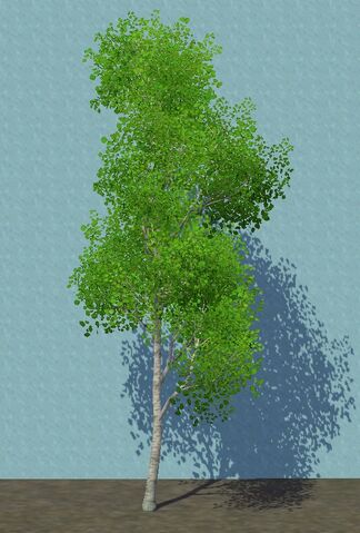 File:Aspen.jpg