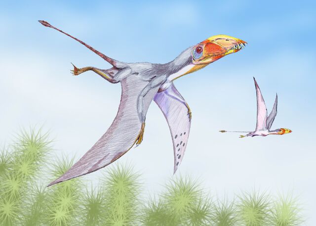 File:Dimorphodon2DB.jpg