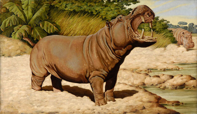 File:800px-Jean Bungartz Hippopotamus.jpg