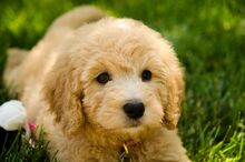 Goldendoodle-Golden-Retriever-Poodle-Mix-Sad-Puppy
