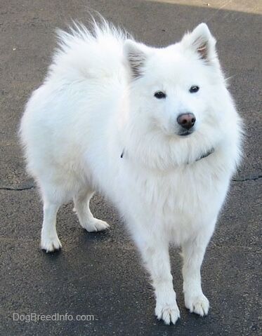 File:AmericanEskimoPurebredDogChloe3.jpg