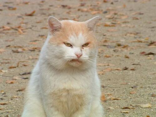 File:Disgusted cat.jpg