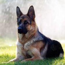 File:German shepherd.jpg