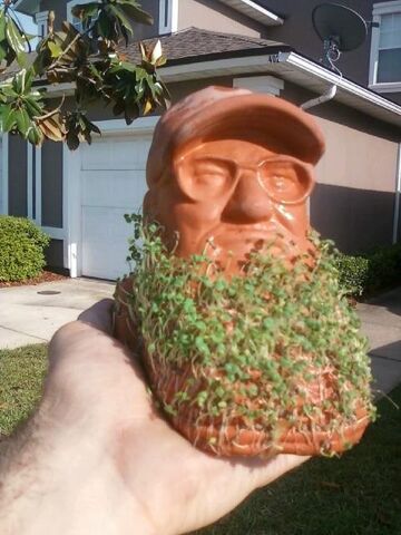 File:Chia crop.jpg