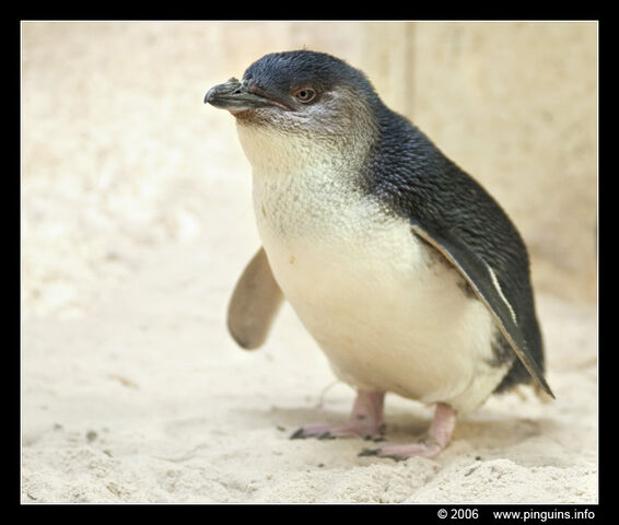 File:Little Blue.jpg
