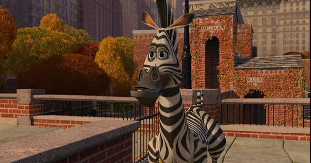 File:Zebra 1.jpg