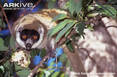 Female-mongoose-lemur-feeding- in Tsiombikibo Forest, NW Mada