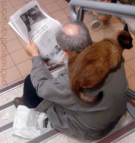 File:Cat-on-man-micheleroohani.jpg