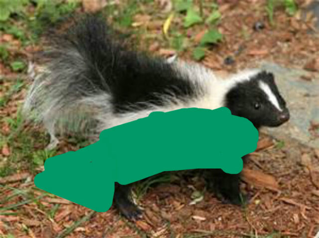 File:Stella skunk.jpg