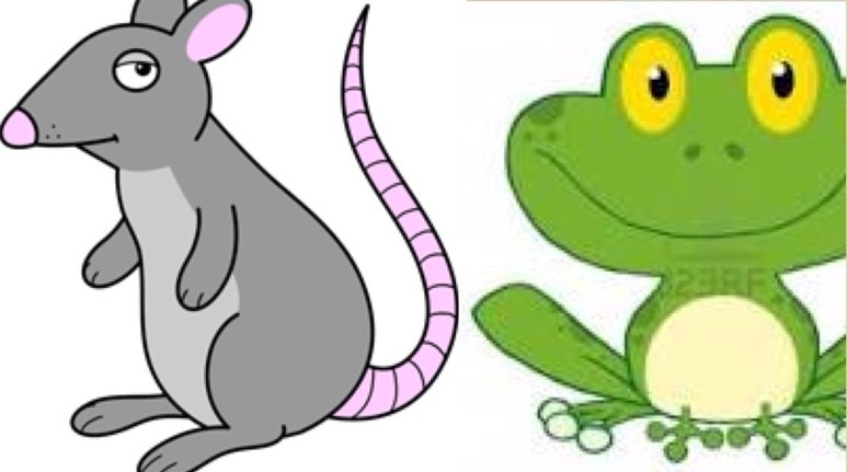 Category:Frogs | Peppa Pig Fanon Wiki | FANDOM powered by Wikia