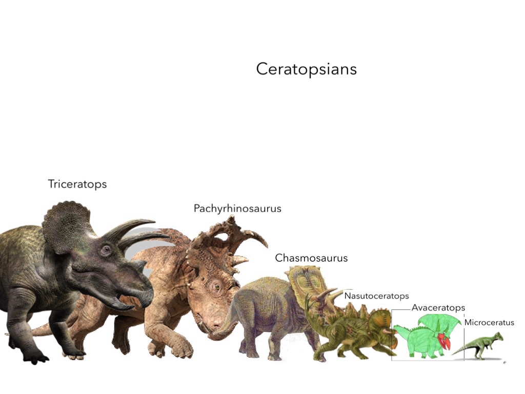 ceratops types