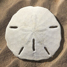Sand-dolla.jpg