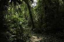 The jungle