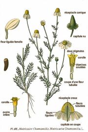 399px-182 Matricaria chamomilla L