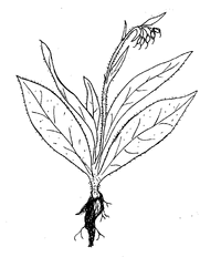 Comfrey