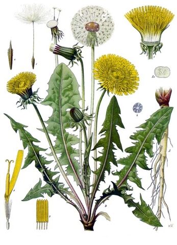 File:Taraxacum officinale - Köhler–s Medizinal-Pflanzen-135.jpg