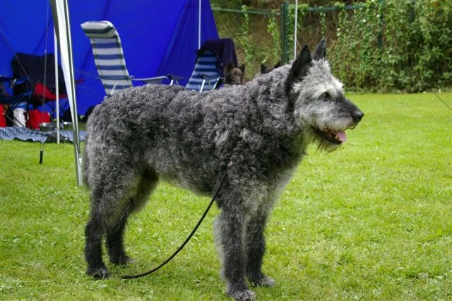 Pastor Holandés | Wiki Perros | FANDOM powered by Wikia