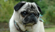 Pug-1.jpg