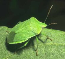 Green-stink-bug