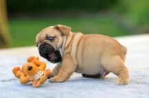 TOO-CUTE