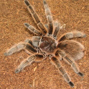 Chilean-rose-hair-tarantula