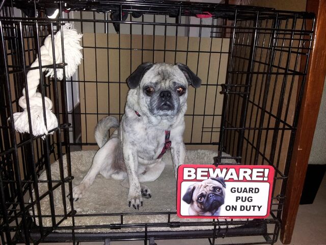 File:Guard pug.jpg