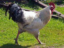 Rooster 1 AB