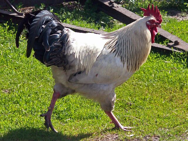 File:Rooster 1 AB.jpg