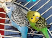 Parakeet-0
