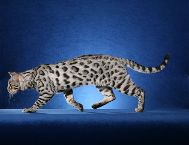 File:White-Bengal-Cat-Images.jpg