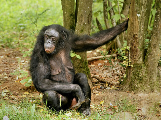File:1024px-Pan paniscus (female).jpg