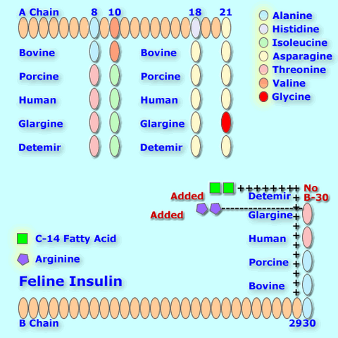 File:Felineinsulin analog.png