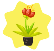 Homegrown desert tulip