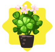 Homegrown clover flowers