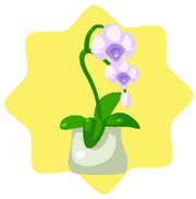 Exquisite orchid