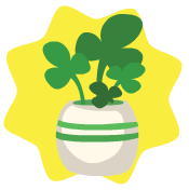 Shamrock pot plant
