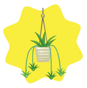 Spider plant