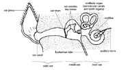 Anatomy and physiology of animals The ear