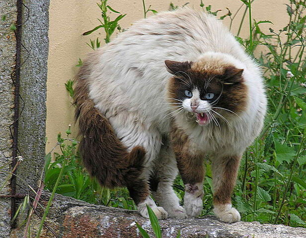 File:770px-Gato enervado pola presencia dun can.jpg