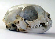 Cat skull