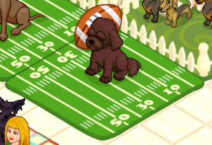 Labradoodle