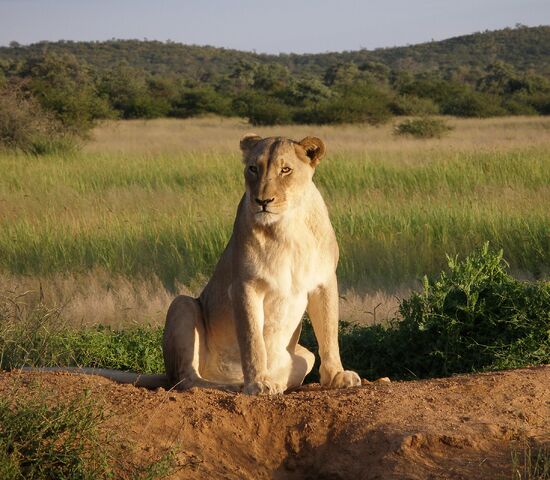 File:Okonjima Lioness.jpg