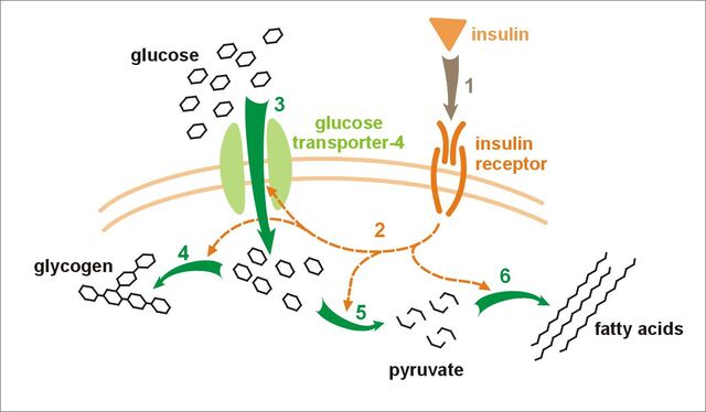 檔案:Insulin glucose metabolism.jpg