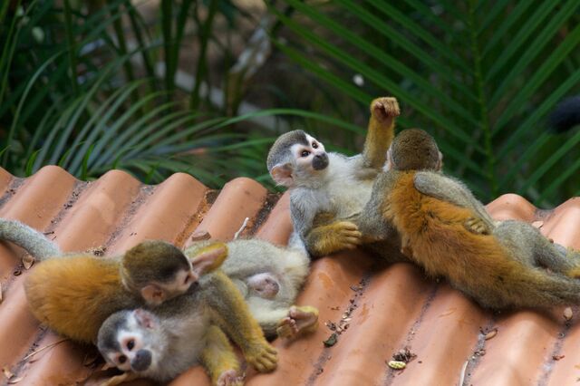 File:Happy Monkey.jpg