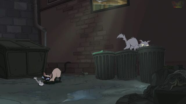 File:Cats that follow lazers.jpg