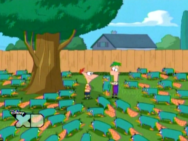 File:Platypuses.png