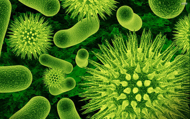 File:Bacteria.jpg