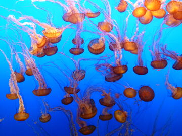 Lots of Jellyfish